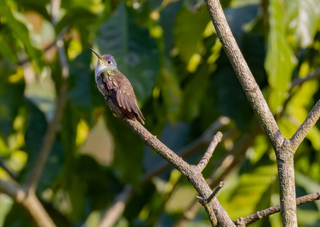 红嘴蜂鸟(Saucerottia cyanocephala)