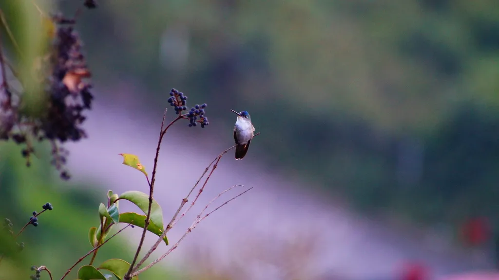 红嘴蜂鸟(Saucerottia cyanocephala)
