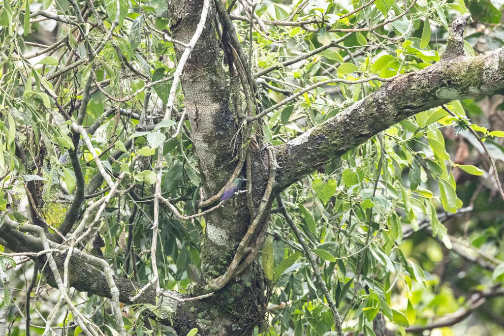 蓝尾蜂鸟（Saucerottia cyanura）