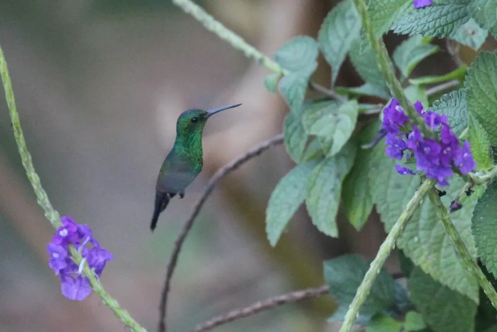 蓝臀蜂鸟(Saucerottia hoffmanni)