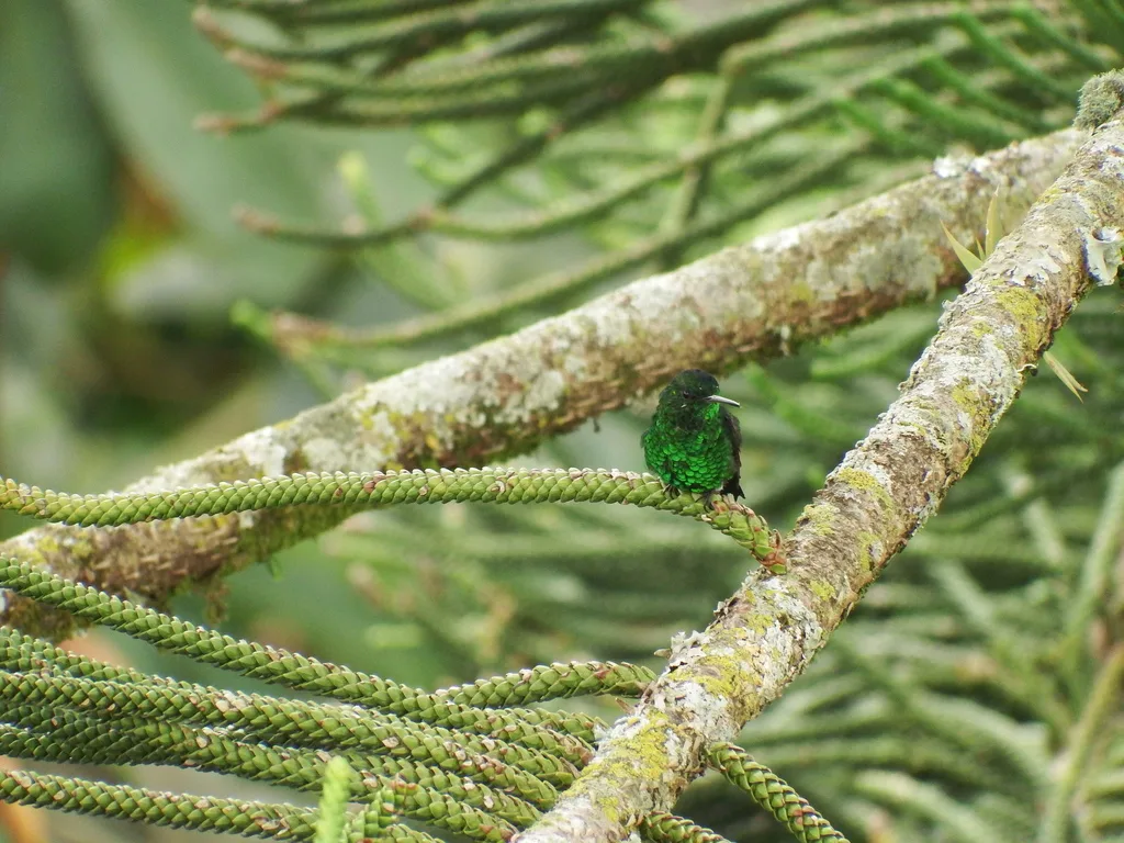 灰腹蜂鸟（Saucerottia saucerottei）
