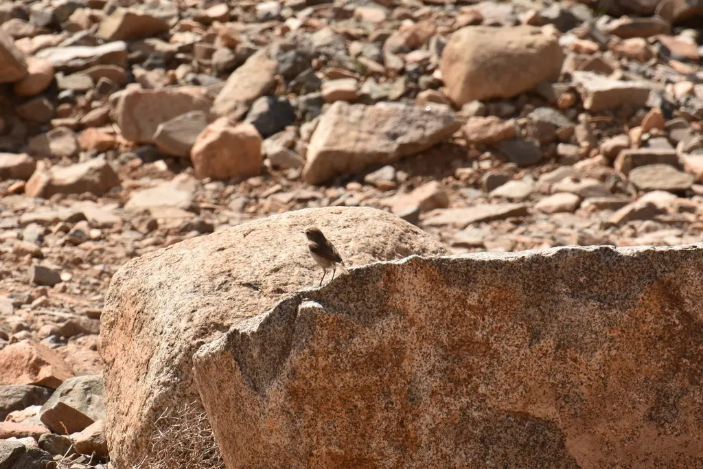 加纳利石䳭(Saxicola dacotiae)