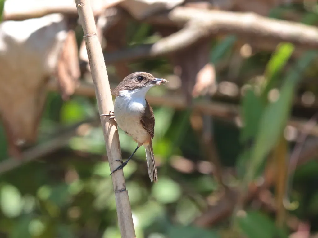 黑白林䳭(Saxicola jerdoni)