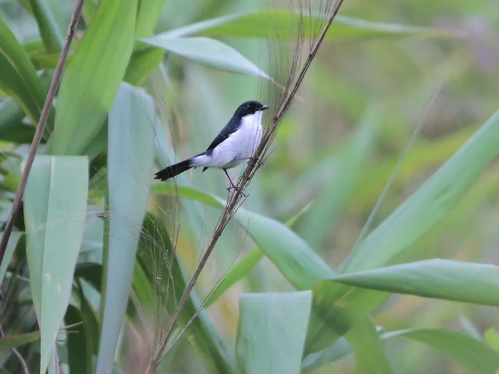 黑白林䳭(Saxicola jerdoni)