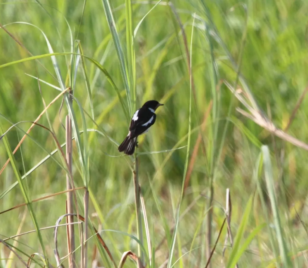 白尾石䳭(Saxicola leucurus)