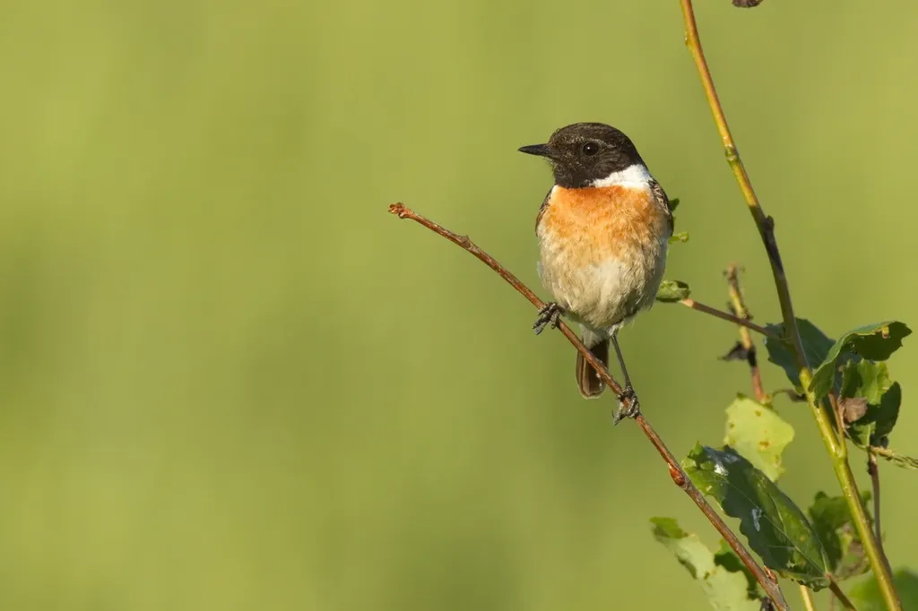 黑喉石䳭(Saxicola maurus)