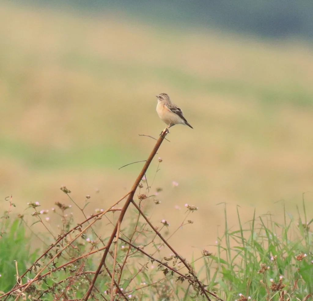 黑喉石䳭(Saxicola maurus)