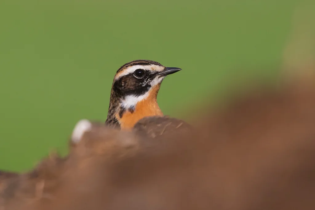 草原石䳭(Saxicola rubetra)