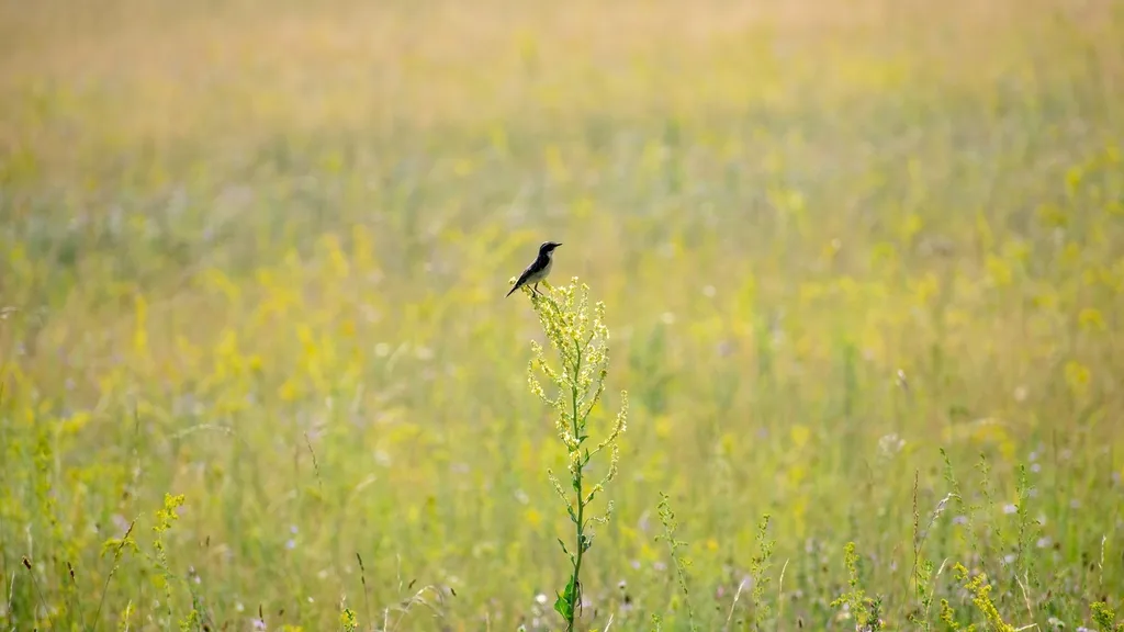 草原石䳭(Saxicola rubetra)