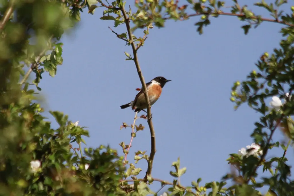 欧石䳭（Saxicola rubicola）