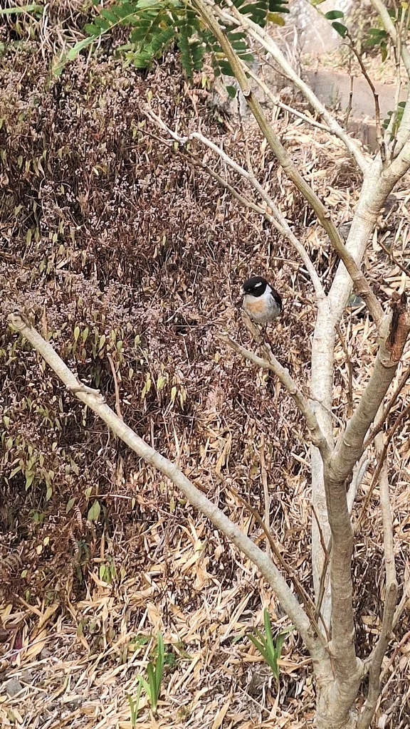 留尼汪石䳭(Saxicola tectes)