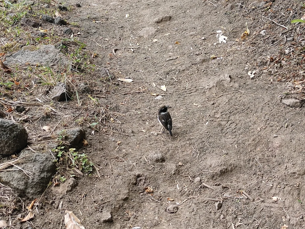 留尼汪石䳭(Saxicola tectes)