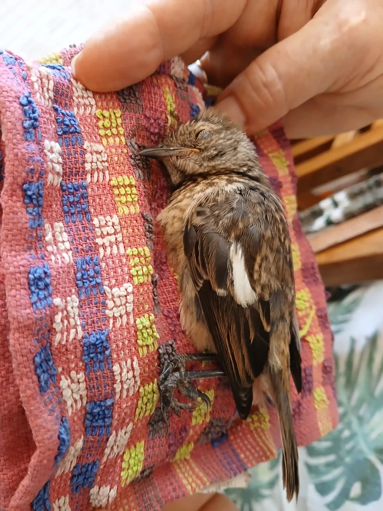 非洲石䳭(Saxicola torquatus)