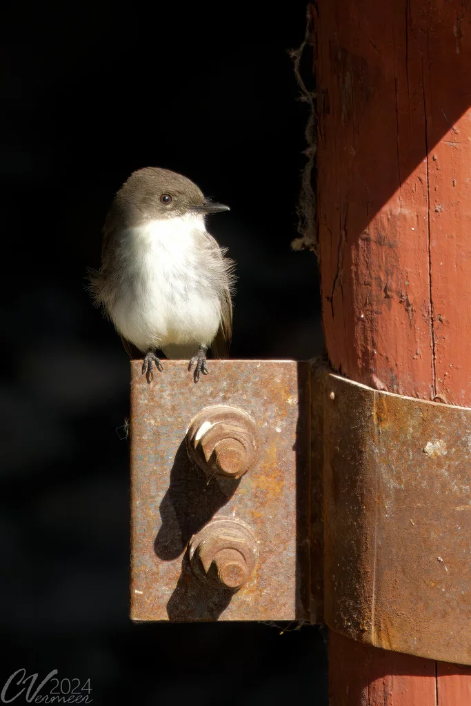 灰胸长尾霸鹟(Sayornis phoebe)