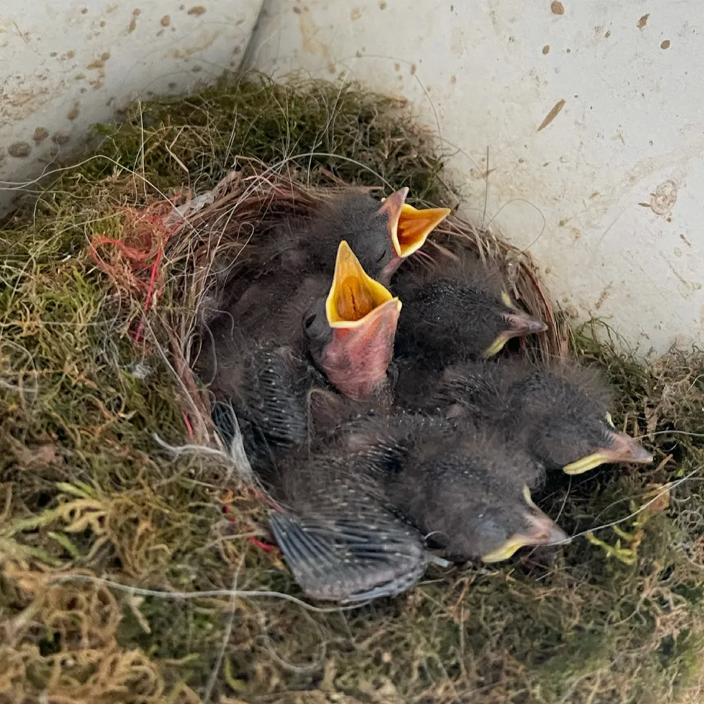 灰胸长尾霸鹟(Sayornis phoebe)