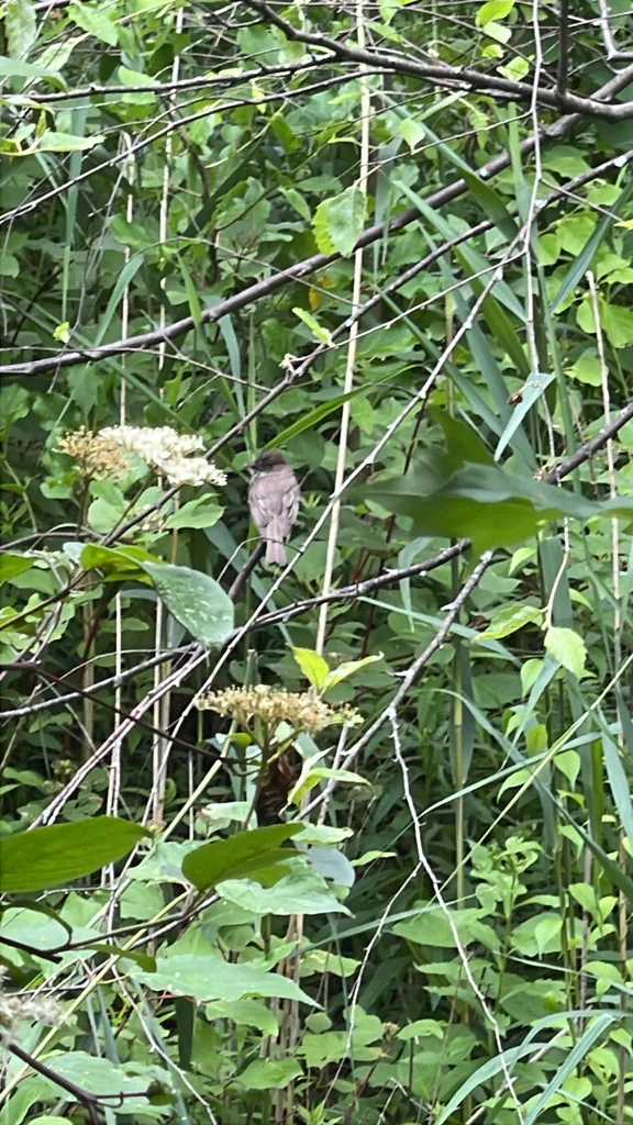 灰胸长尾霸鹟(Sayornis phoebe)