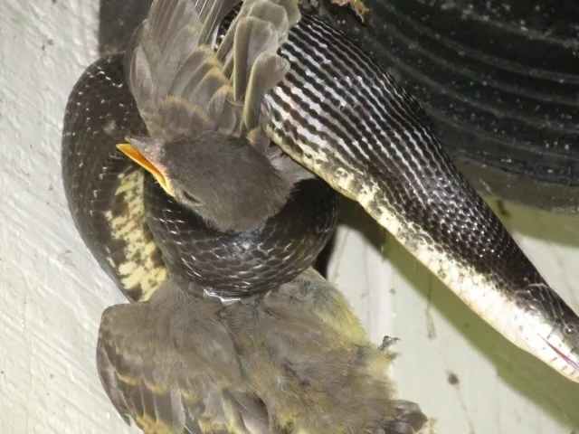灰胸长尾霸鹟(Sayornis phoebe)