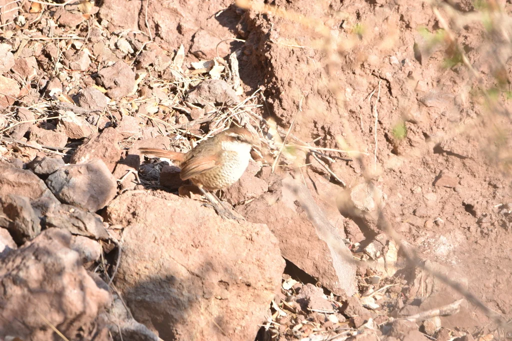 白喉窜鸟（Scelorchilus albicollis）