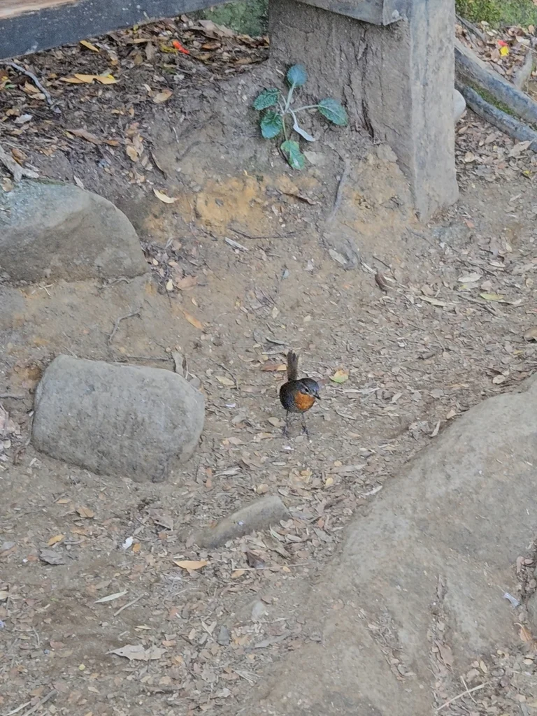 智利窜鸟(Scelorchilus rubecula)