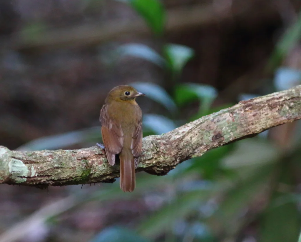 北希夫霸鹟(Schiffornis veraepacis)