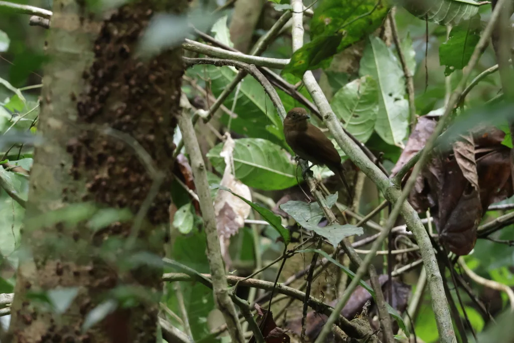 北希夫霸鹟(Schiffornis veraepacis)