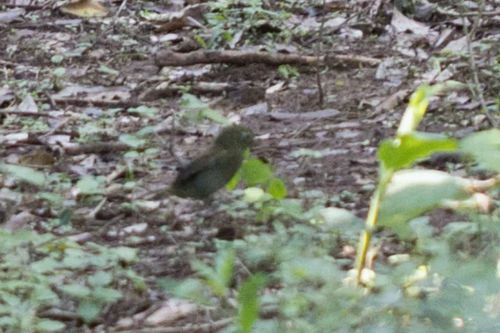 绿希夫霸鹟(Schiffornis virescens)