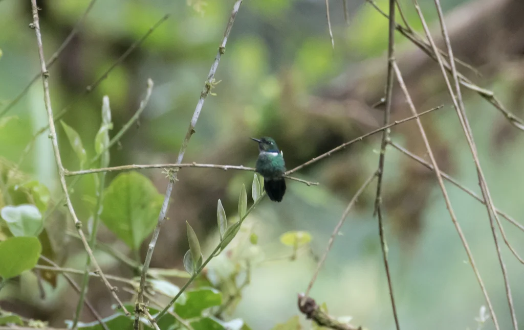 白喉楔嘴蜂鸟(Schistes albogularis)