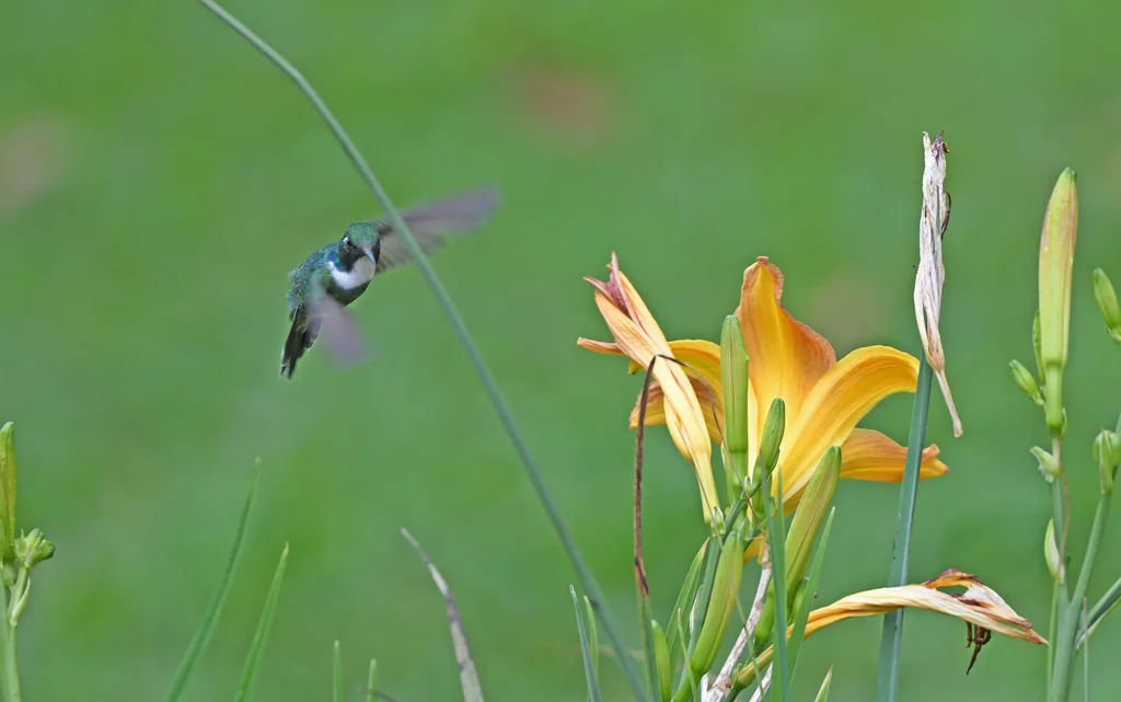 白喉楔嘴蜂鸟(Schistes albogularis)