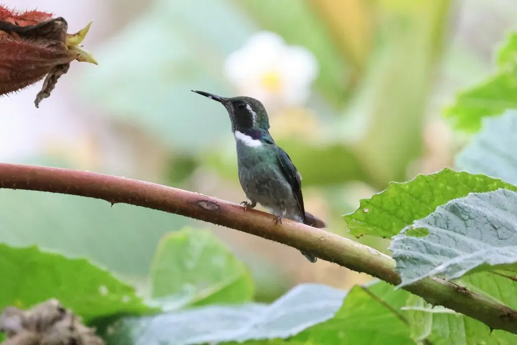 楔嘴蜂鸟(Schistes geoffroyi)