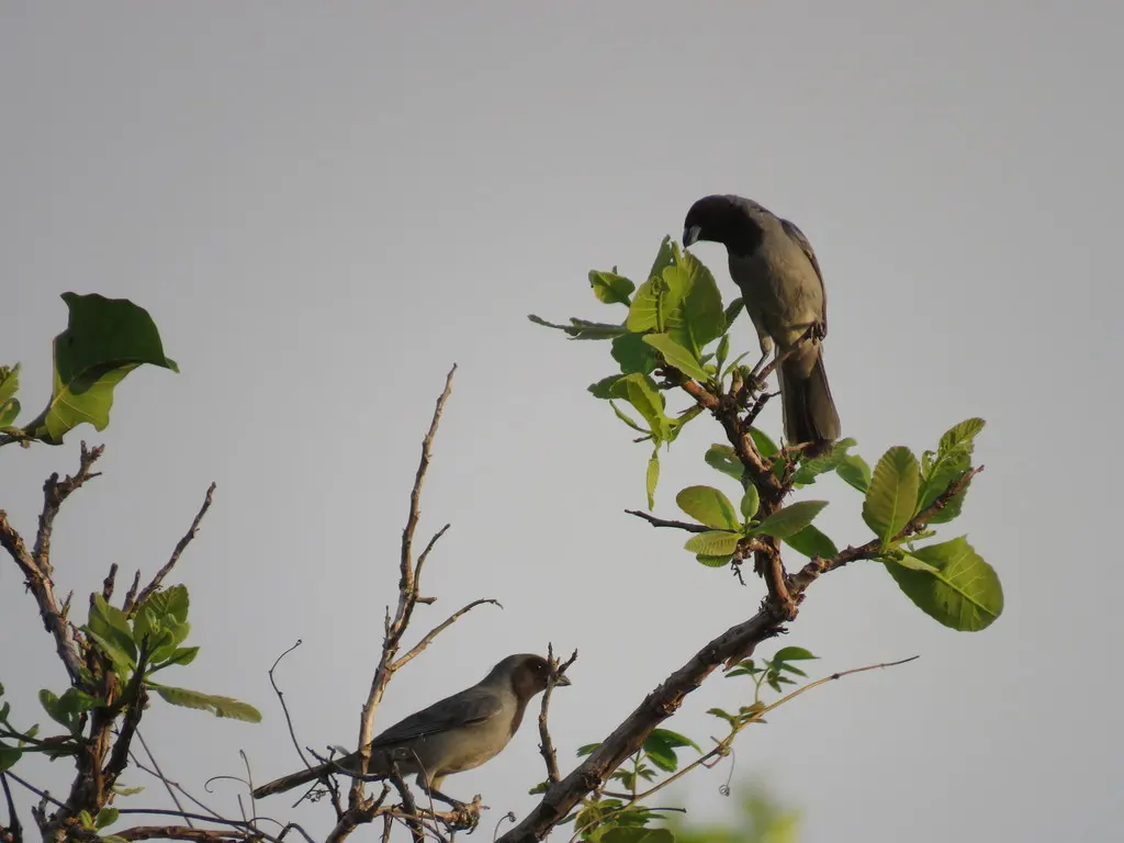 黑脸唐纳雀(Schistochlamys melanopis)