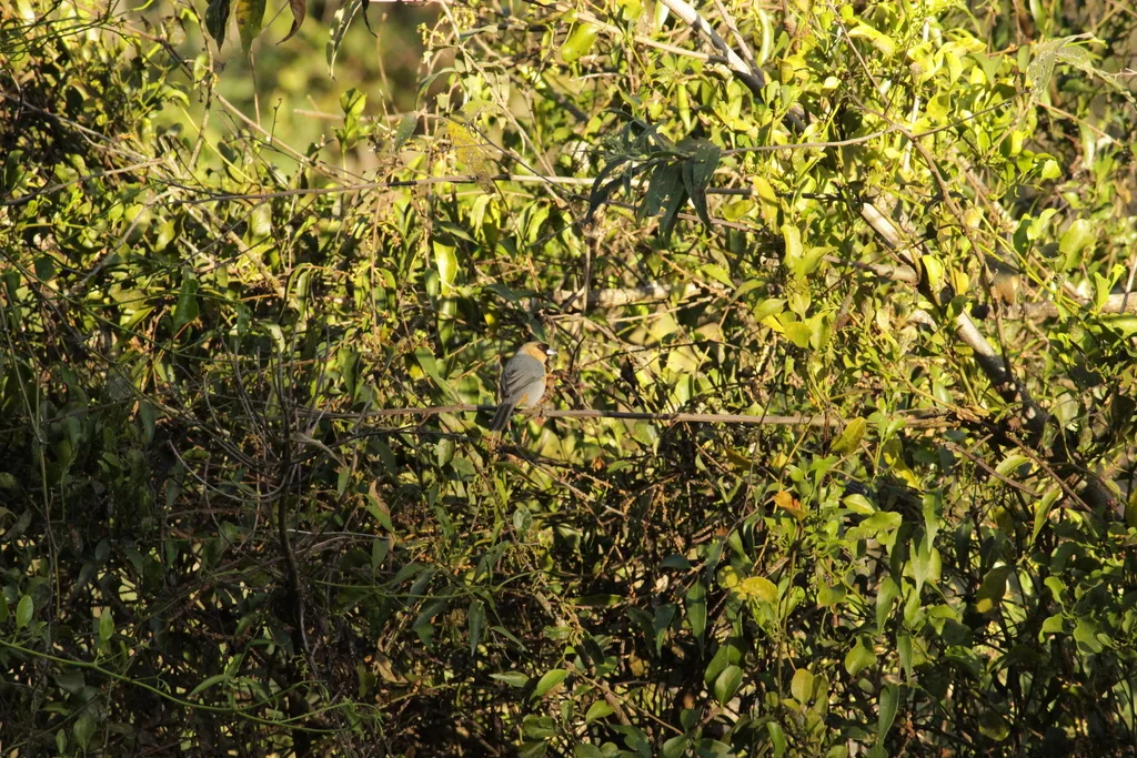 黄棕唐纳雀（Schistochlamys ruficapillus）
