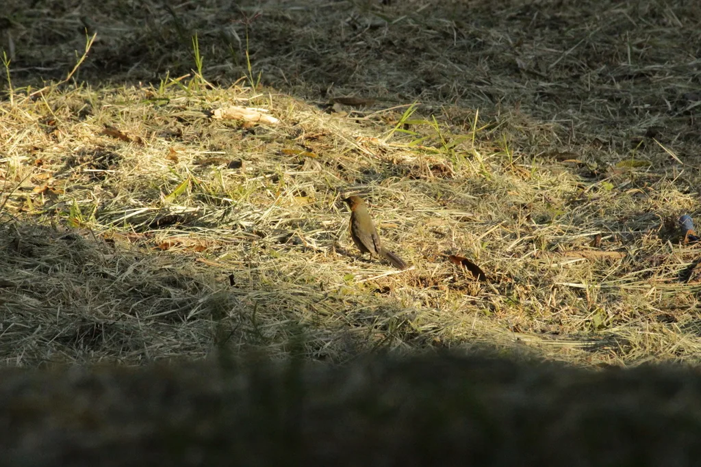 黄棕唐纳雀（Schistochlamys ruficapillus）