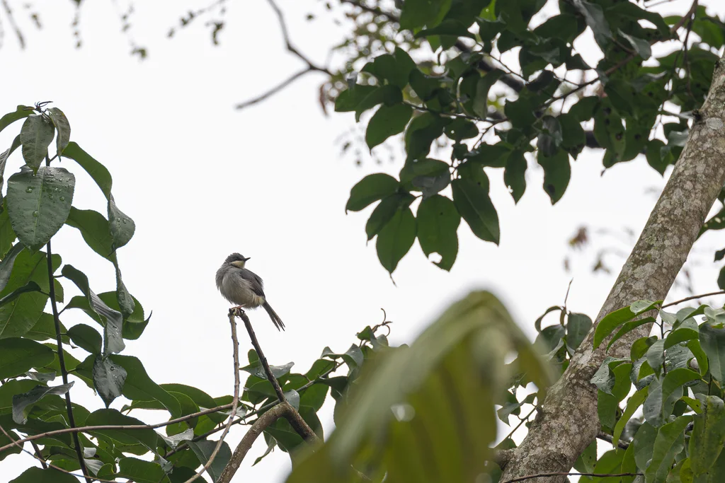 白颏山鹪莺(Schistolais leucopogon)