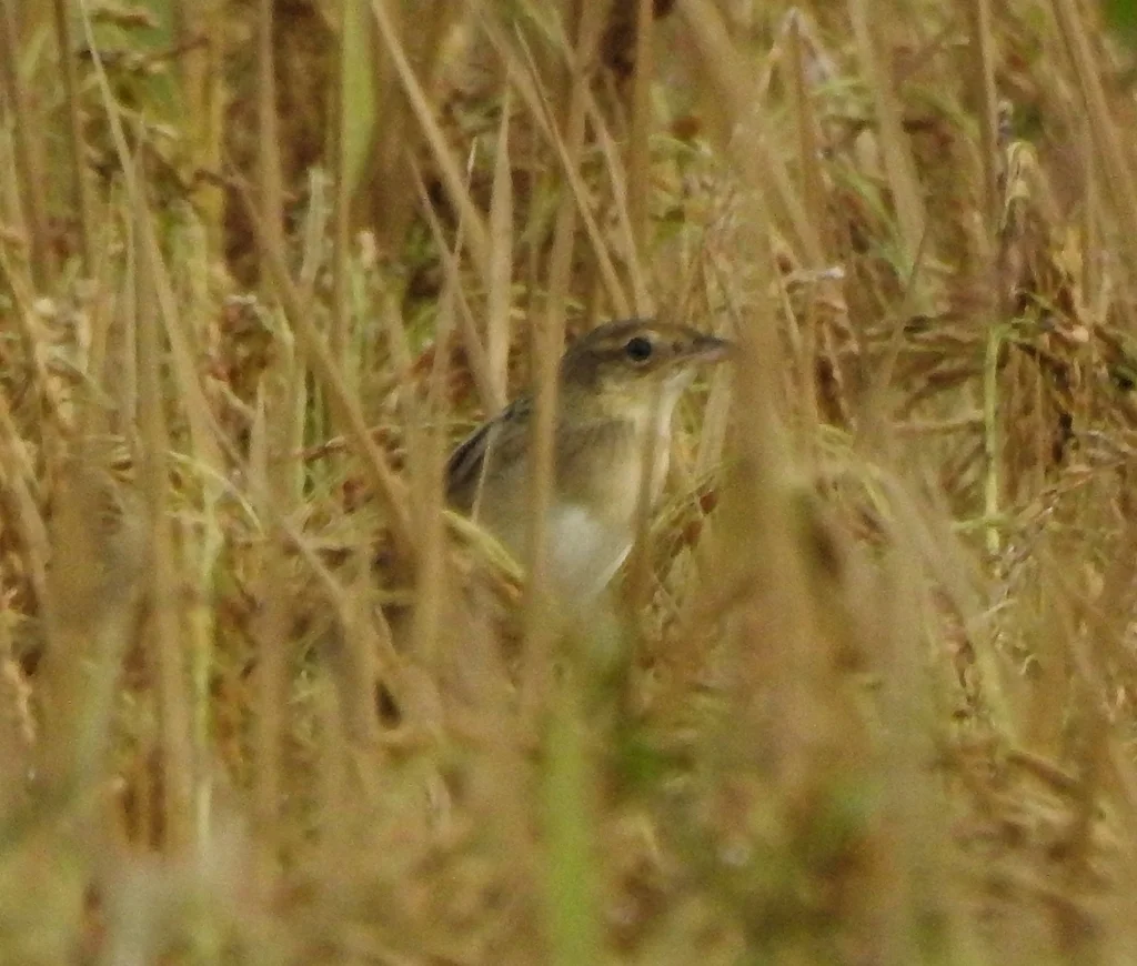 须草莺(Schoenicola striatus)