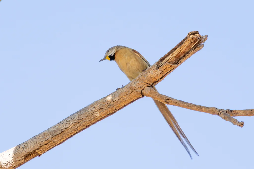 霍托针尾雀(Schoeniophylax phryganophilus)