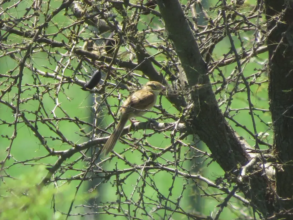 霍托针尾雀(Schoeniophylax phryganophilus)