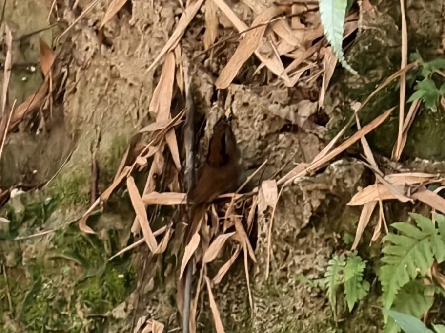褐顶雀鹛(Schoeniparus brunneus)