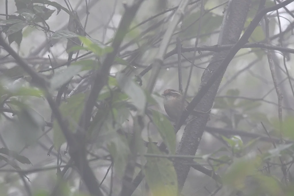 褐胁雀鹛(Schoeniparus dubius)