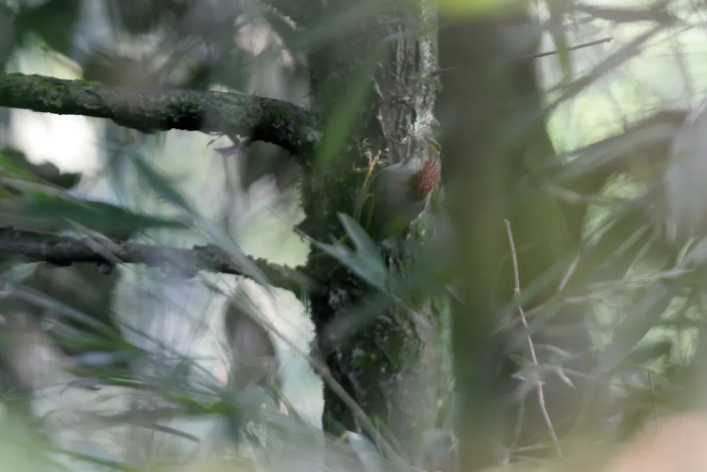 金额雀鹛(Schoeniparus variegaticeps)