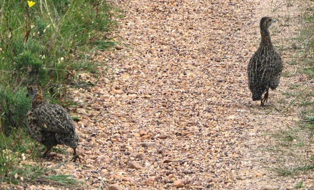 灰翅鹧鸪（Scleroptila afra）