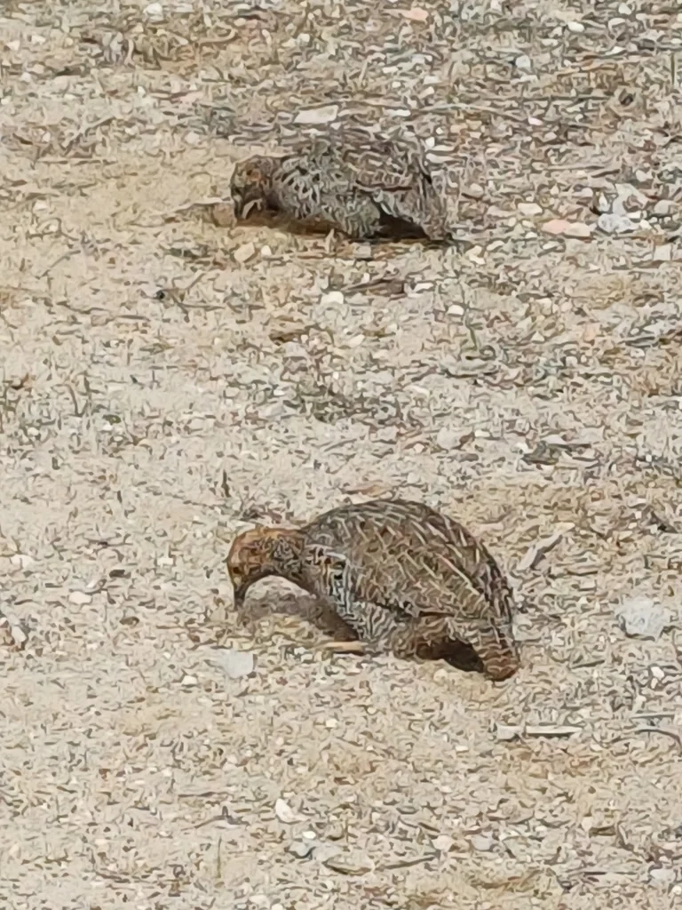 灰翅鹧鸪（Scleroptila afra）