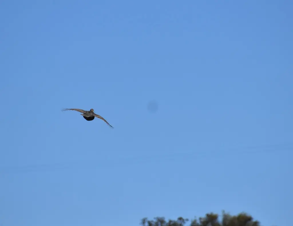 灰翅鹧鸪（Scleroptila afra）