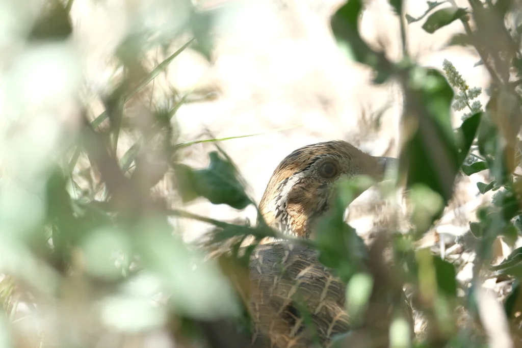橙翅斑鹧鸪(Scleroptila gutturalis)