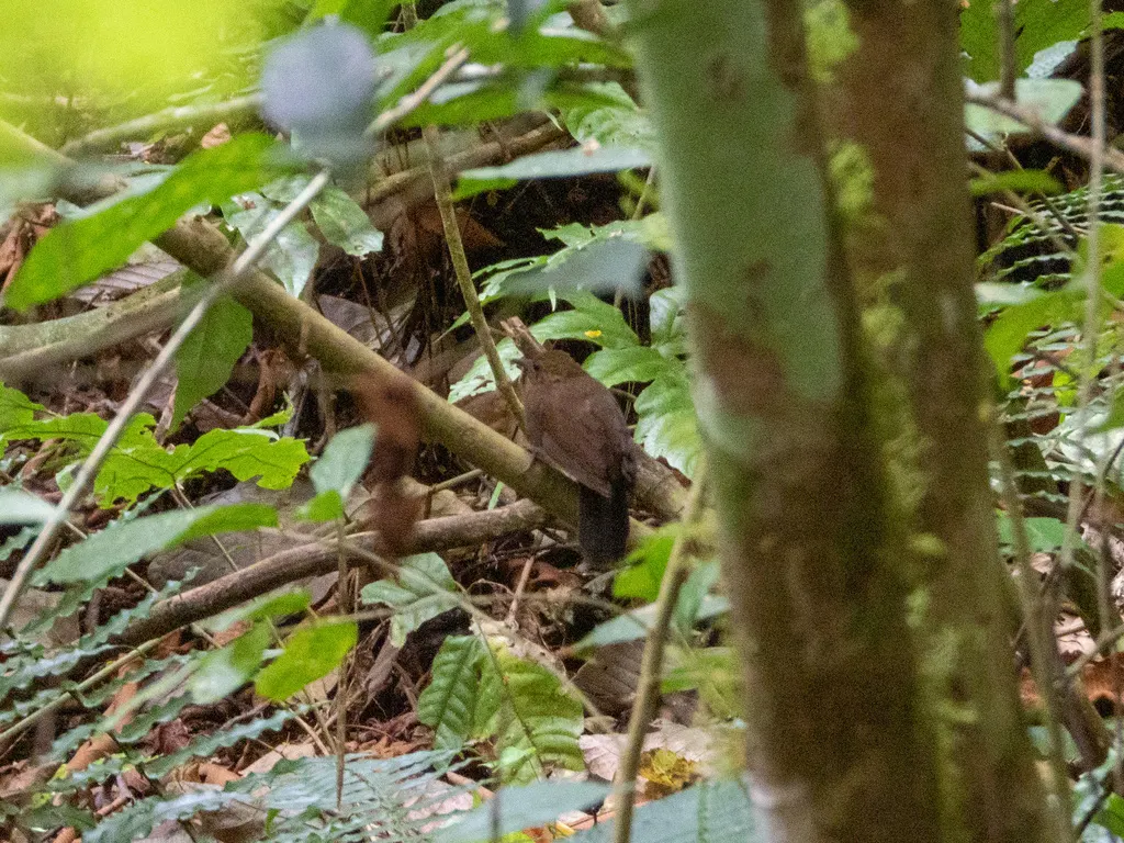 鳞喉硬尾雀(Sclerurus guatemalensis)