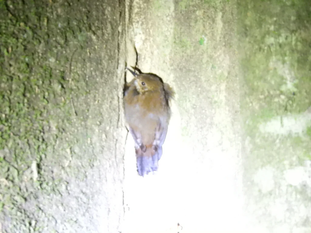 鳞喉硬尾雀(Sclerurus guatemalensis)
