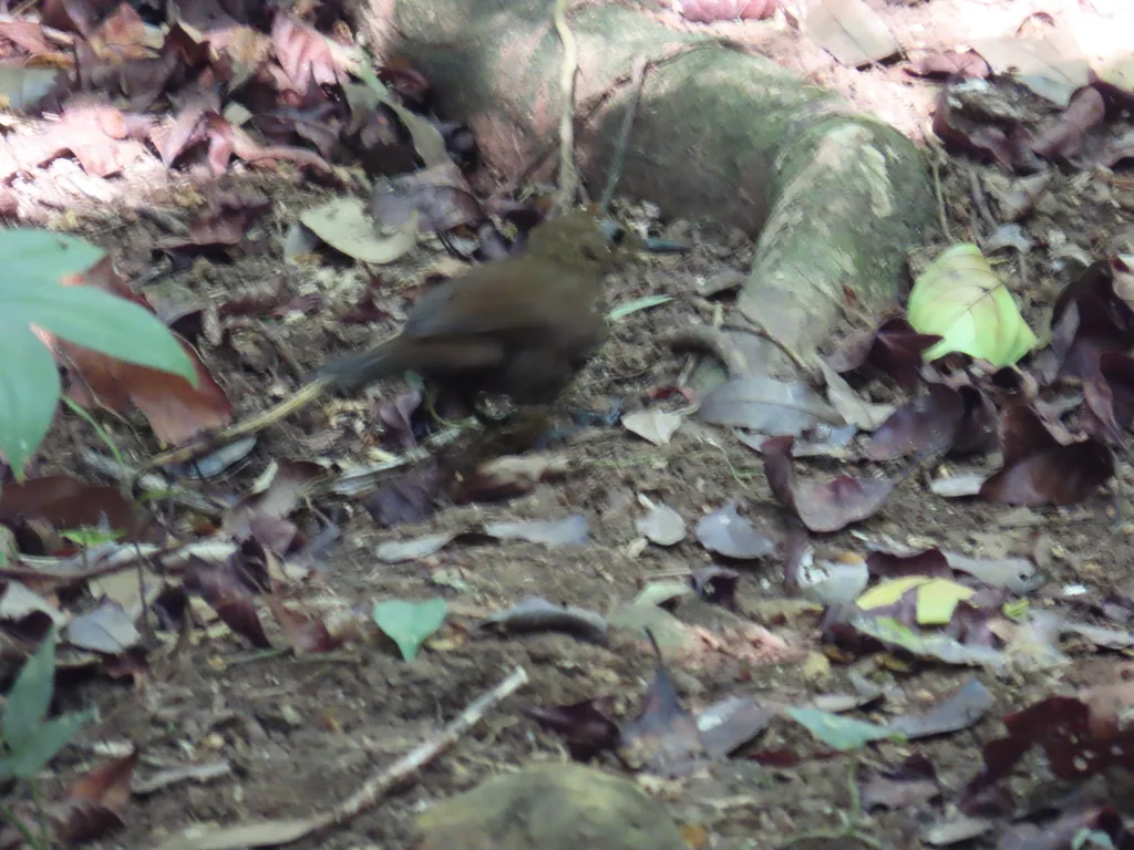 鳞喉硬尾雀(Sclerurus guatemalensis)