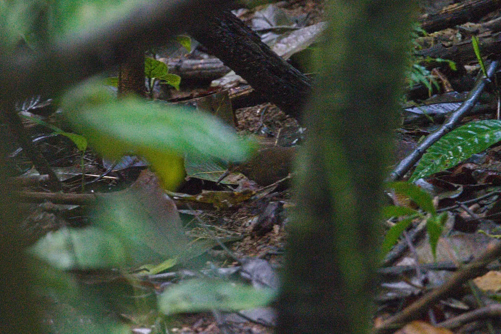 鳞喉硬尾雀(Sclerurus guatemalensis)
