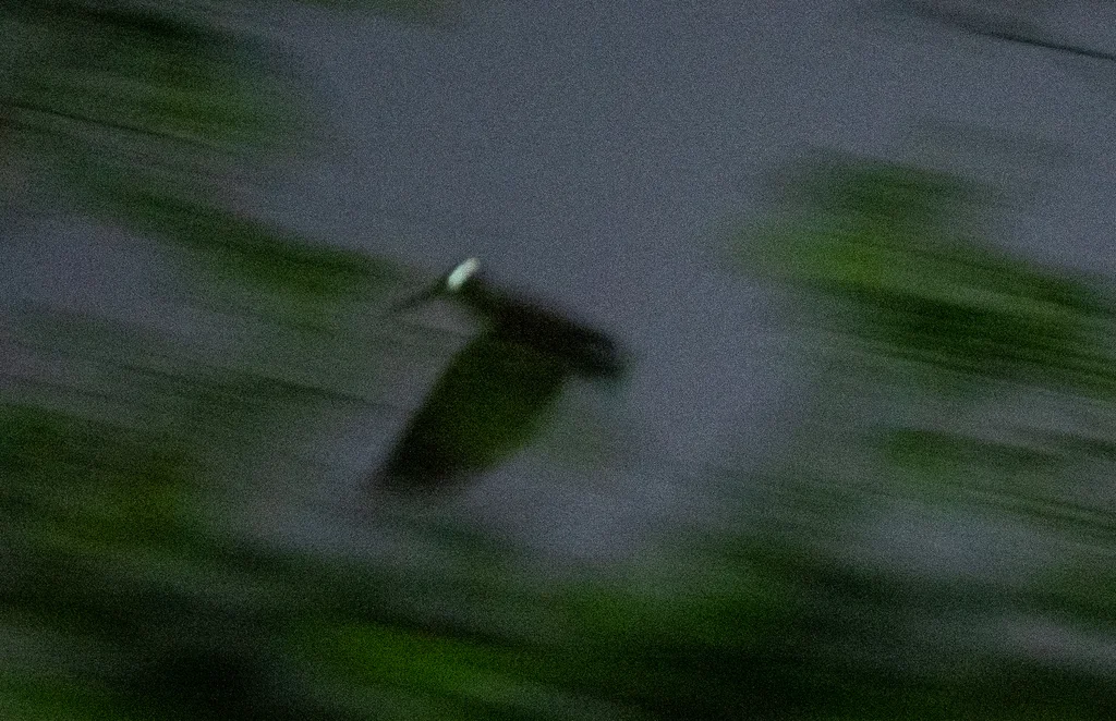 菲律宾丘鹬(Scolopax bukidnonensis)
