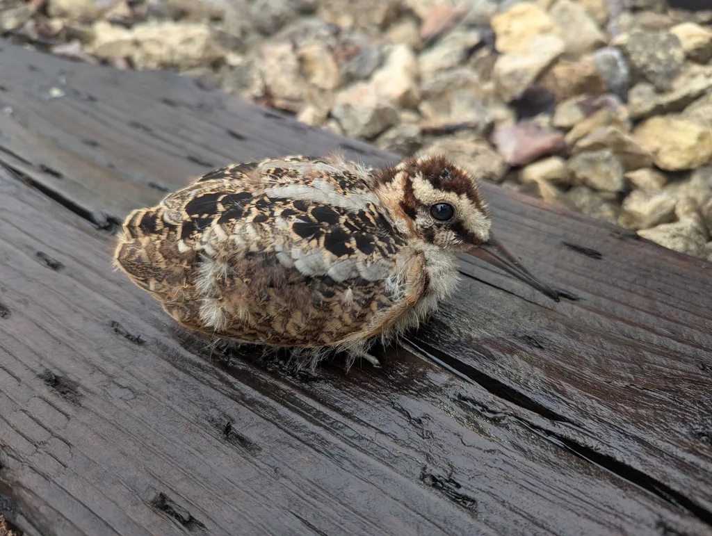 小丘鹬(Scolopax minor)