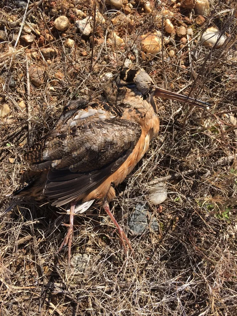 小丘鹬(Scolopax minor)